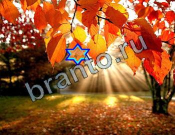 ответы на игру Найди животных Уровень 2369