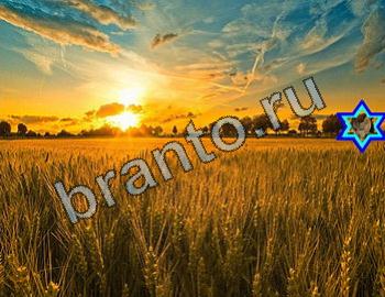 ответы на игру Найди животных Уровень 2375