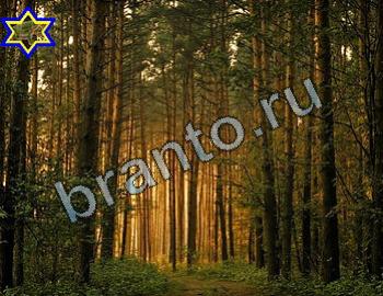 ответы на игру Найди животных Уровень 2377