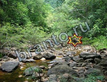 Найди животных Уровень 2387