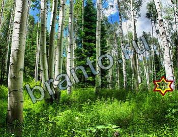 ответы на игру Найди животных Уровень 2388