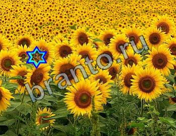 ответы на игру Найди животных Уровень 2392