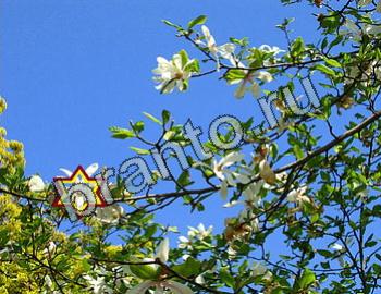 Игра Найди животных ответы Уровень 2393