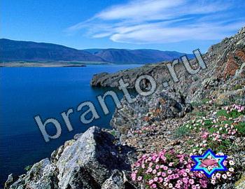 подсказки Найди животных Уровень 2394