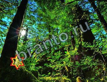 ответы на игру Найди животное Уровень 2395