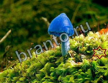 ответы на игру Найди животных одноклассники Уровень 2398