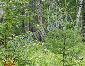 подсказки к игре Найди животных Уровень 2403