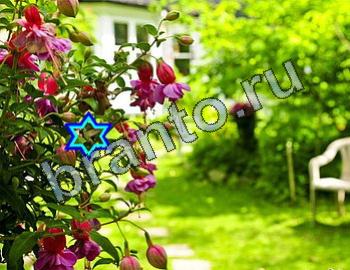 ответы на игру Найди животных Уровень 2407