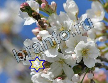 Игра Найди животных ответы Уровень 2410