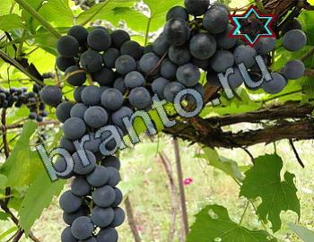 ответы на игру Найди животных Уровень 2411