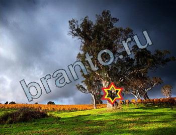 ответы на игру Найди животных Уровень 2412