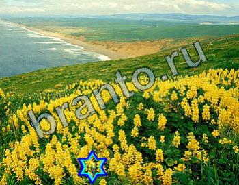 ответы на игру Найди животных Уровень 2416