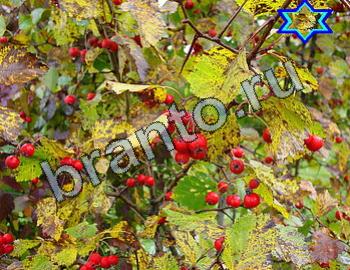 ответы на игру Найди животных Уровень 2418