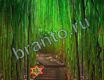 ответы на игру Найди животных Уровень 2422