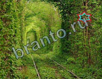 ответы на игру Найди животных Уровень 2424