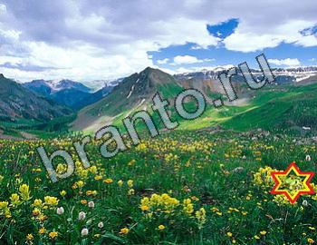 ответы на игру Найди животных Уровень 2427