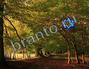 ответы на игру Найди животных Уровень 2429