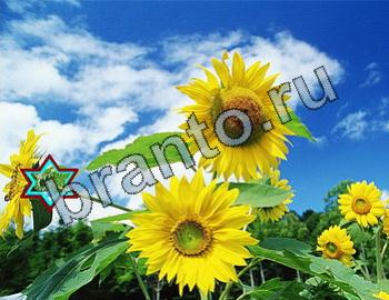 Найди животных ответы на игру Уровень 2431