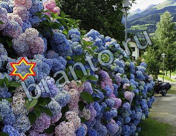 ответы на игру Найди животных Уровень 2435