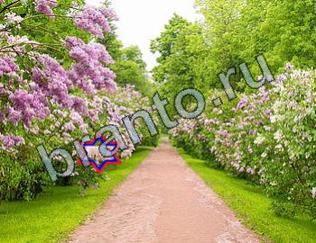 Найди животных Ответы Уровень 2439