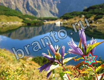 Найди животных подсказки Уровень 2441