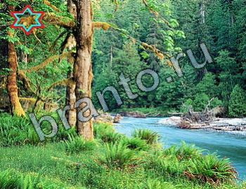 Игра Найди животных ответы Уровень 2443