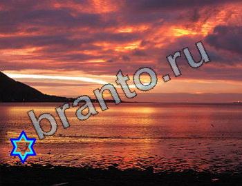 ответы на игру Найди животных Уровень 2461