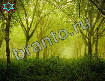 ответы на игру Найди животных Уровень 2471