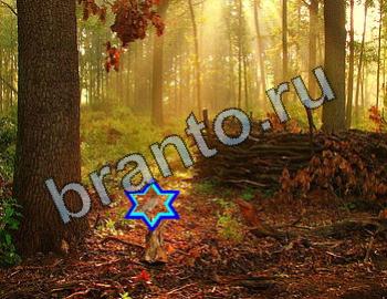 ответы на игру Найди животных Уровень 2473