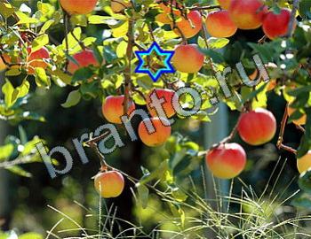 ответы на игру Найди животных Уровень 2480