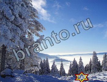 Найди животных ответы на игру Уровень 2481