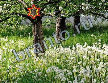 ответы на игру Найди животных Уровень 2484