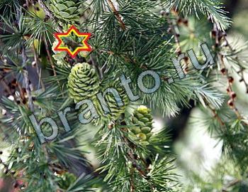 ответы на игру Найди животных Уровень 2486