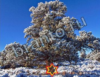 Найди животных Уровень 2487