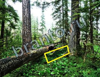 ответы на игру Найди животных Уровень 2488