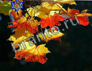 Найди животных Ответы Уровень 2489