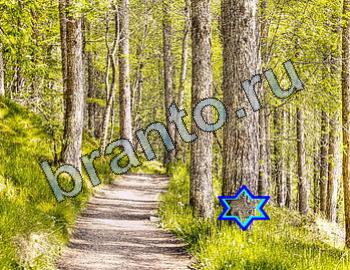 ответы бесплатно игра Найди животных Уровень 2490