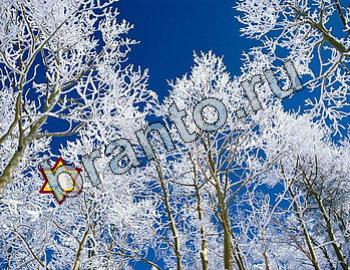 ответы на игру Найди животных Уровень 2492