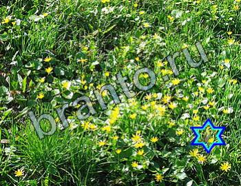 Игра Найди животных ответы Уровень 2493