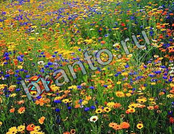 подсказки Найди животных Уровень 2494