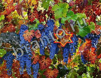 сборник ответов к игре Найди животных Уровень 2496