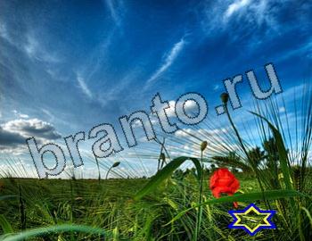 ответы на игру Найди животных Уровень 2502