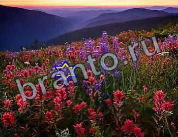 ответы на игру Найди животных Уровень 2504