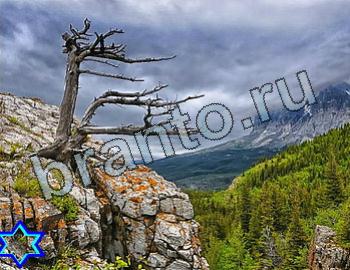 Найди животных подсказки в одноклассниках Уровень 2508