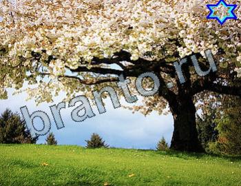 Игра Найди животных ответы Уровень 2510