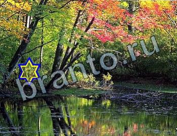 ответы на игру Найди животных Уровень 2513