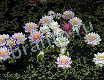 ответы на игру Найди животных Уровень 2518