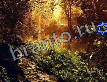 ответы на игру Найди животных Уровень 2519