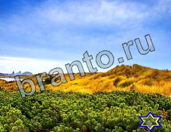 ответы на игру Найди животных Уровень 2520