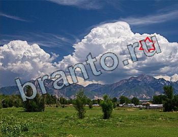 ответы на игру Найди животных Уровень 2524